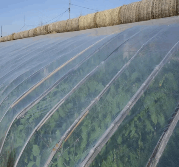 Long-Life Greenhouse Film - Image 3