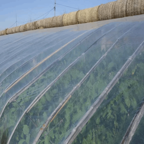 Light-Conversion Greenhouse Film