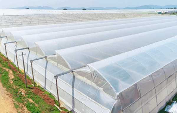 PO Greenhouse Film - Image 3